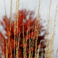 Background Colors