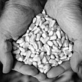 Feeding The World