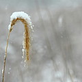 Snow Capped